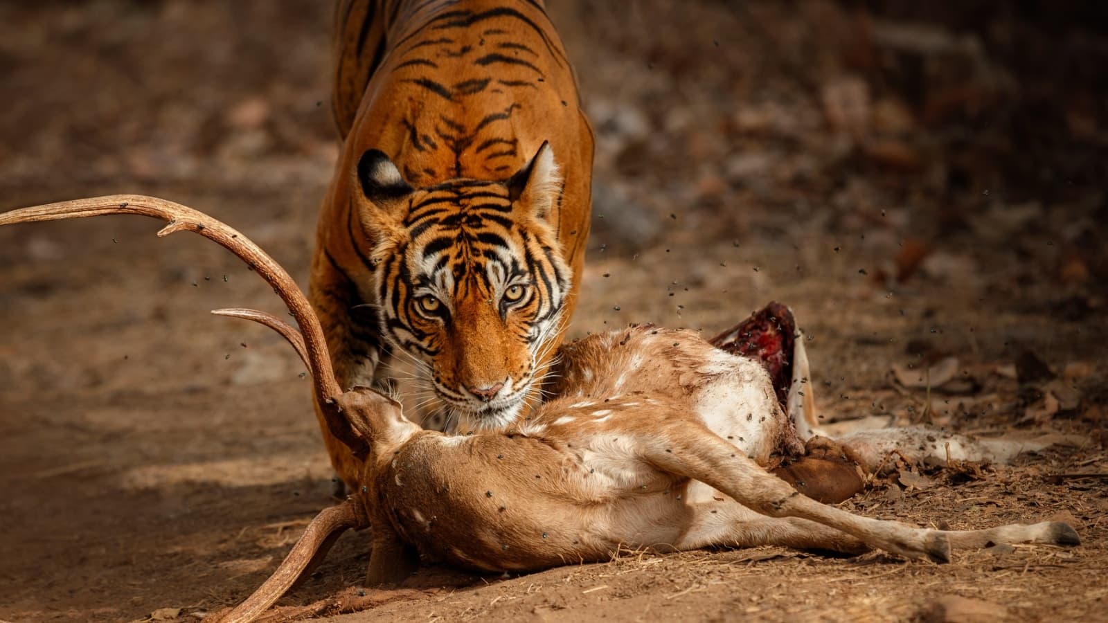 Why Wild Animals Attack Humans And What Makes One A Man Eater